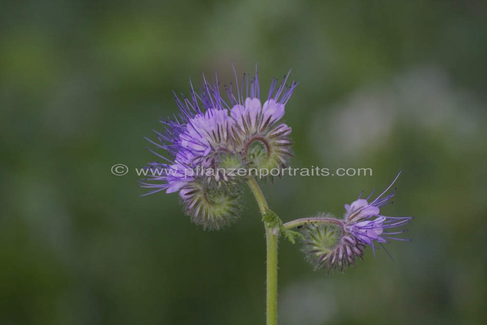 Phacelia tanacetifolia Rainfarn Phazelie Lacy phacelia.jpg