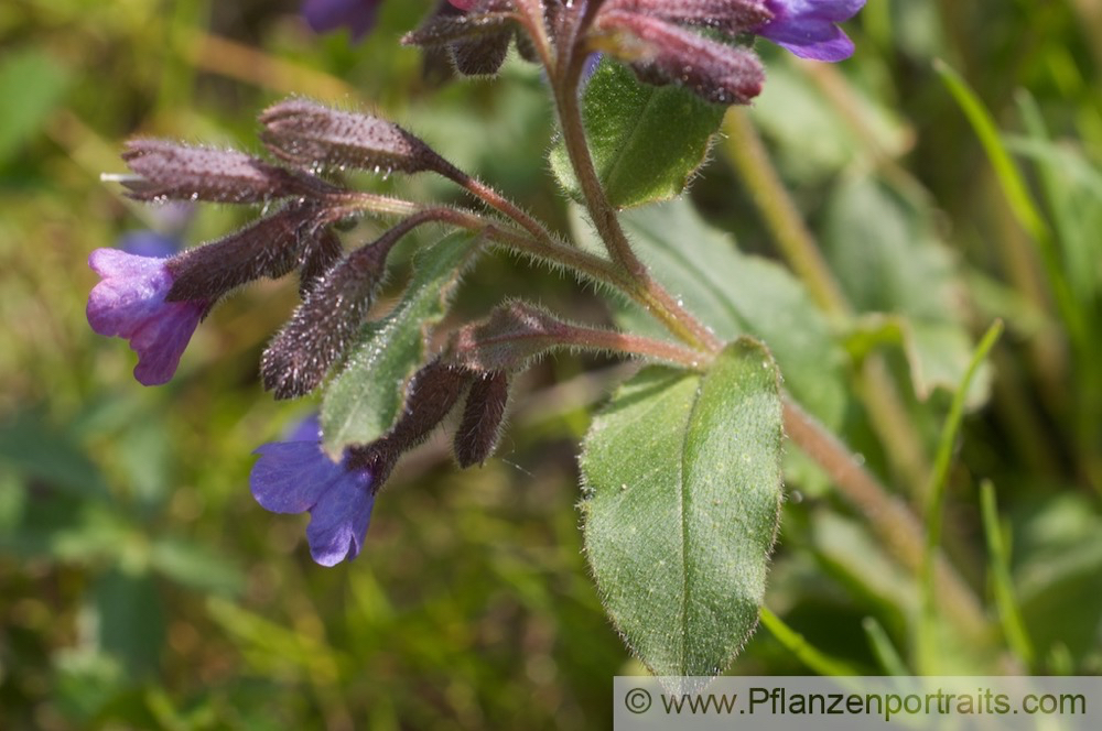 Pulmunaria officinalis Echtes Lungenkraut Lungwort Soldiers and Sailors 2.jpg