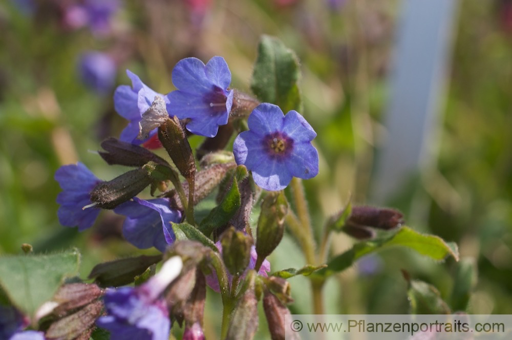 Pulmunaria officinalis Echtes Lungenkraut Lungwort Soldiers and Sailors 3.jpg