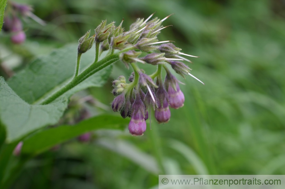 Symphytum officinale Gewoehnlicher Beinwell Common Comfrey 3.jpg