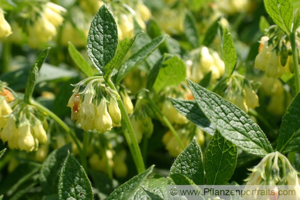 Symphytum tuberosum Knolliger Beinwell Tuberous Comfrey.jpg