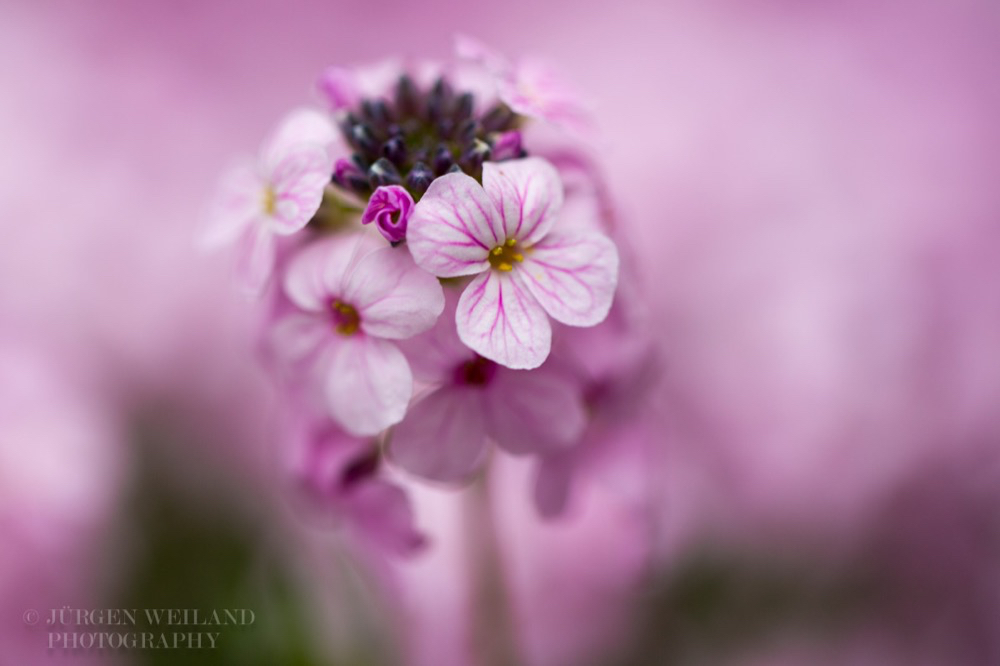 Aethionema grandiflora Großblütige Steintäschel.jpg