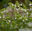 Arabis alpina Alpen-Gaensekresse Alpine Rock Cress 2.jpg