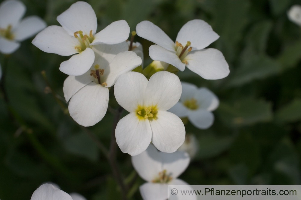 Arabis alpina Alpen-Gaensekresse Alpine Rock Cress.jpg