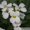 Arabis alpina Alpen-Gaensekresse Alpine Rock Cress.jpg