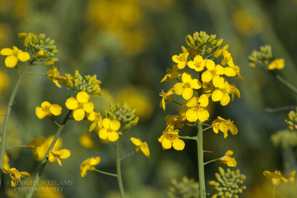 Brassica napus Raps Rapeseed 3.jpg