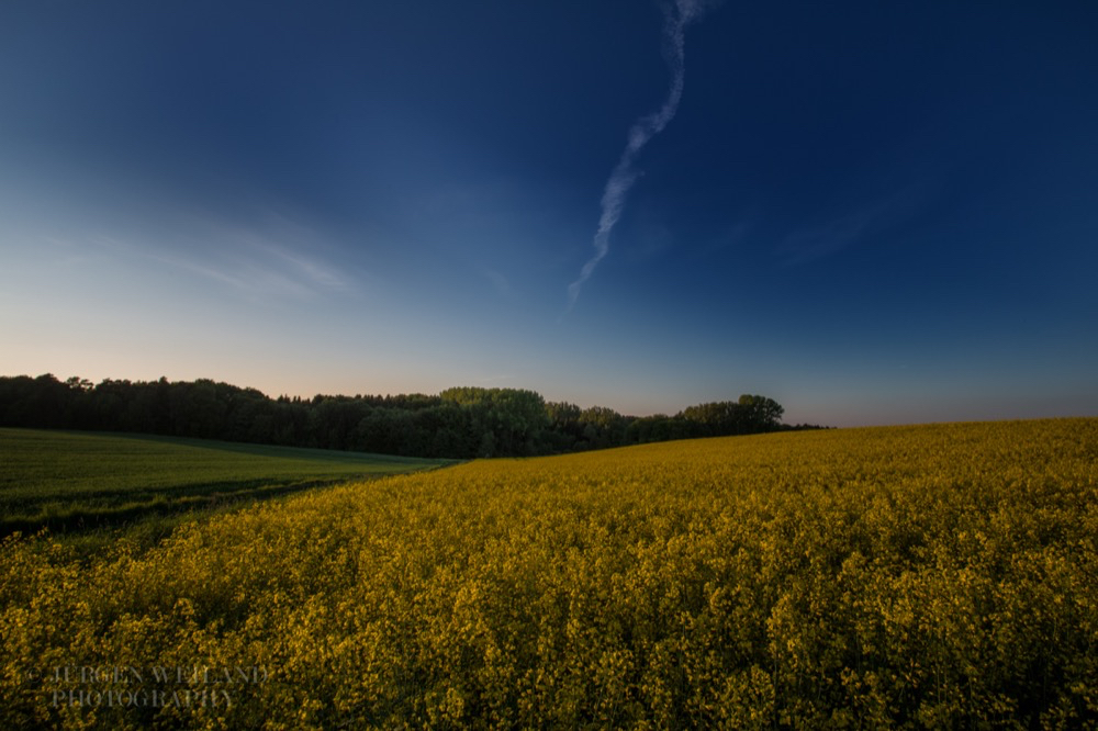 Brassica napus Raps Rapeseed.jpg