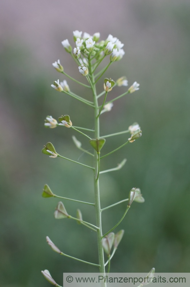 Capsella bursa pastoris Gewoehnliches Hirtentaeschel Shephards Purse 3.jpg