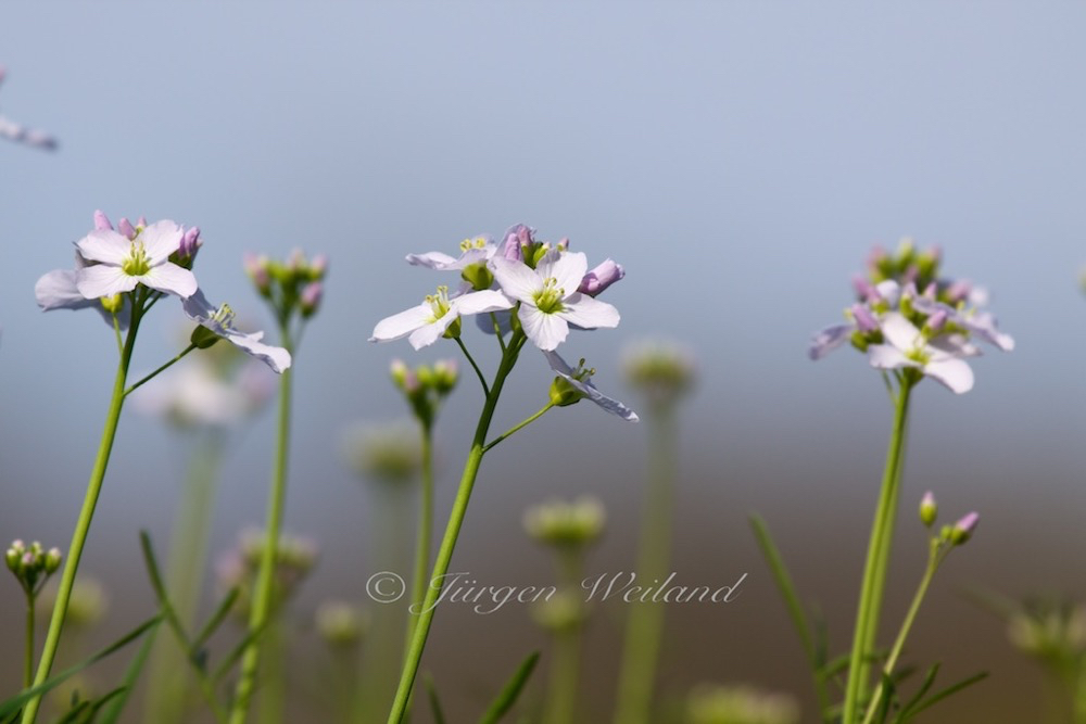 Cardamine pratensis Wiesenschaumkraut Cuckoo Flower.jpg