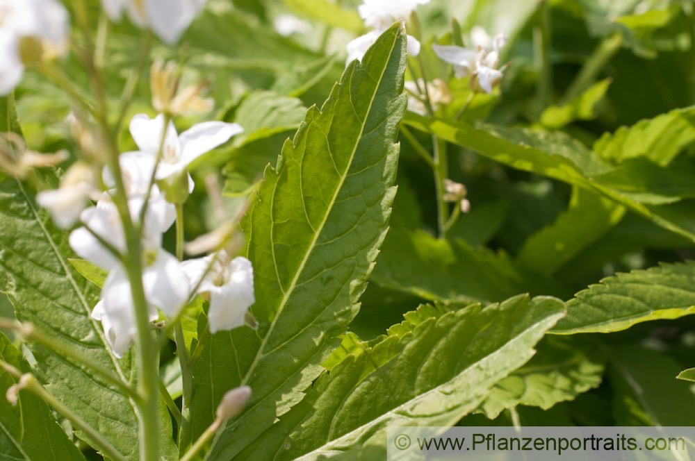 Dentaria Cardamine heptaphylla Fieder Zahnwurz Dentaria.jpg