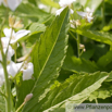 Dentaria Cardamine heptaphylla Fieder Zahnwurz Dentaria.jpg