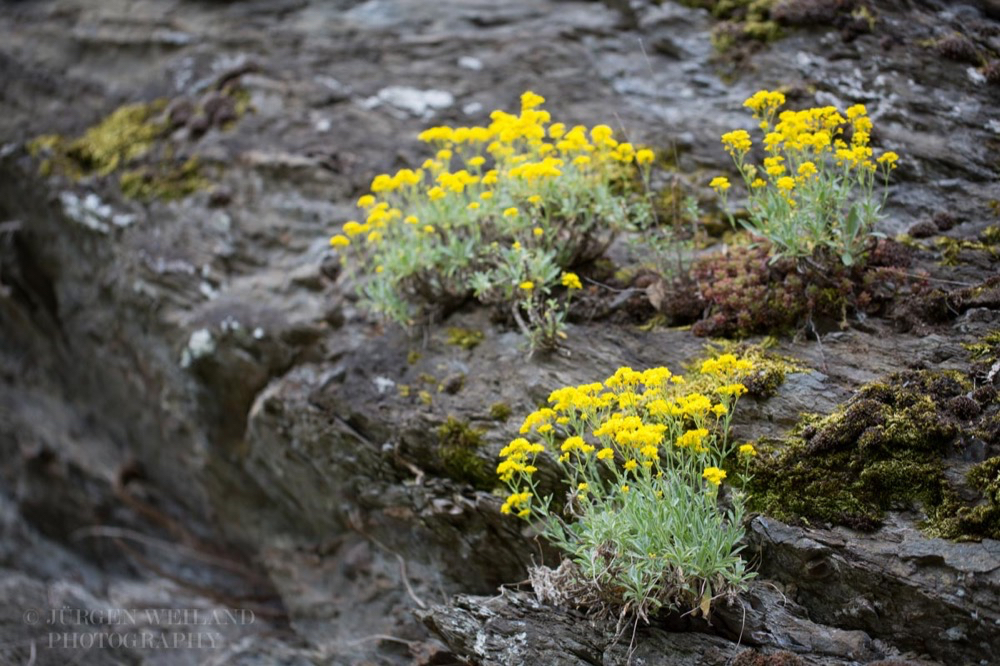 Erysimum cheiri Goldlack Wallflower 2.jpg