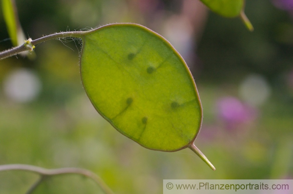 Lunaria annua Silberblatt 2.jpg