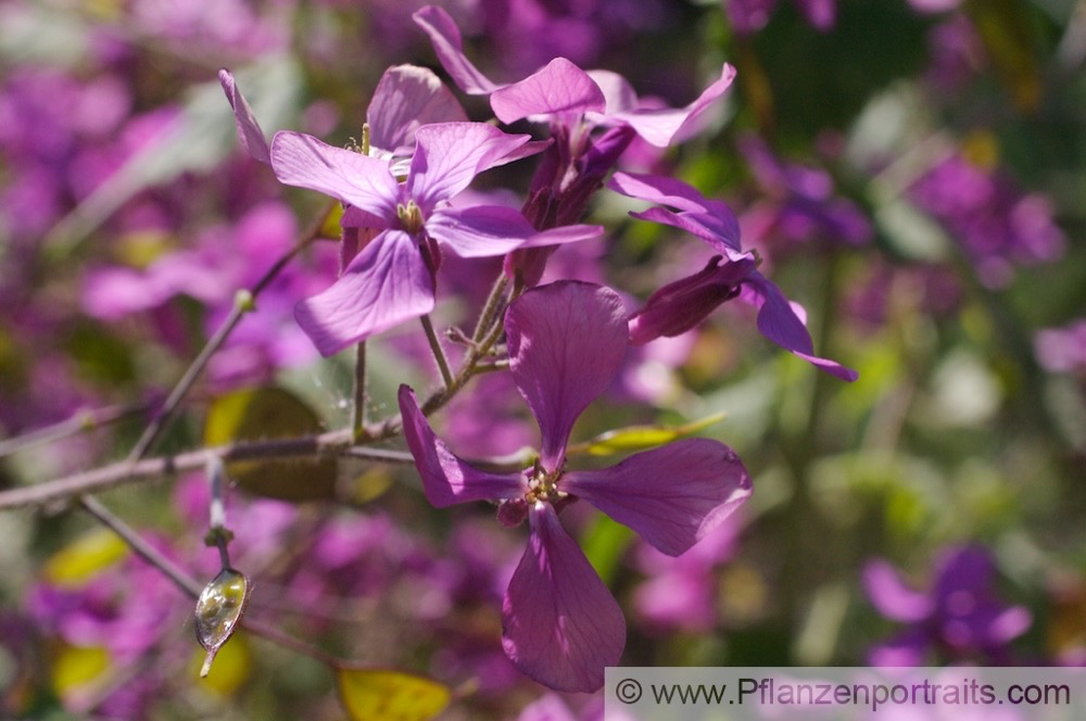 Lunaria annua Silberblatt 3.jpg