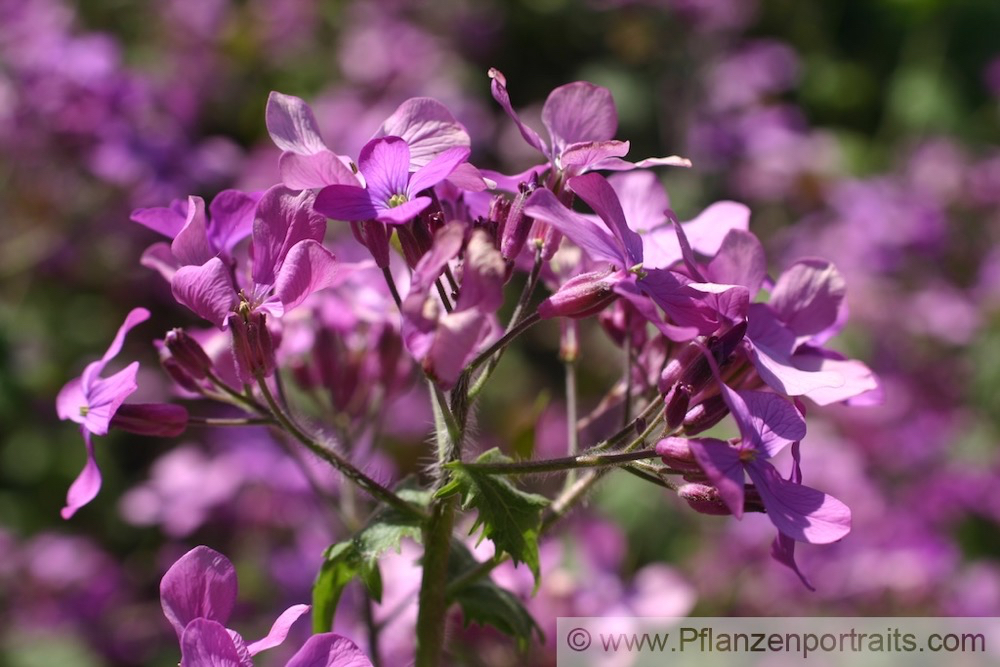 Lunaria annua Silberblatt.jpg