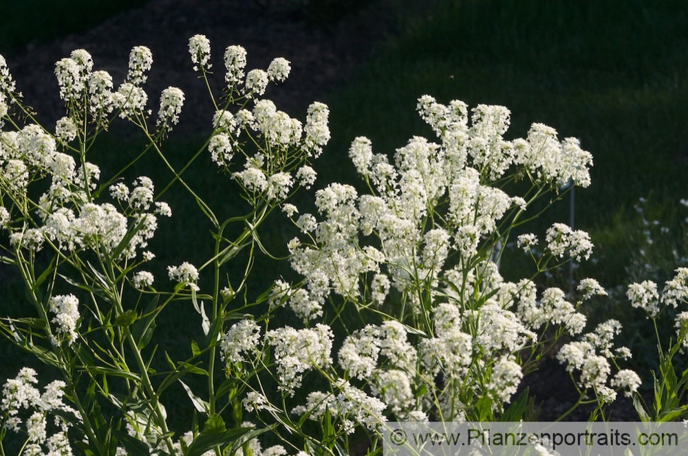 Peltaria alliaceae Scheibenschoetchen Garlic cress 2.jpg