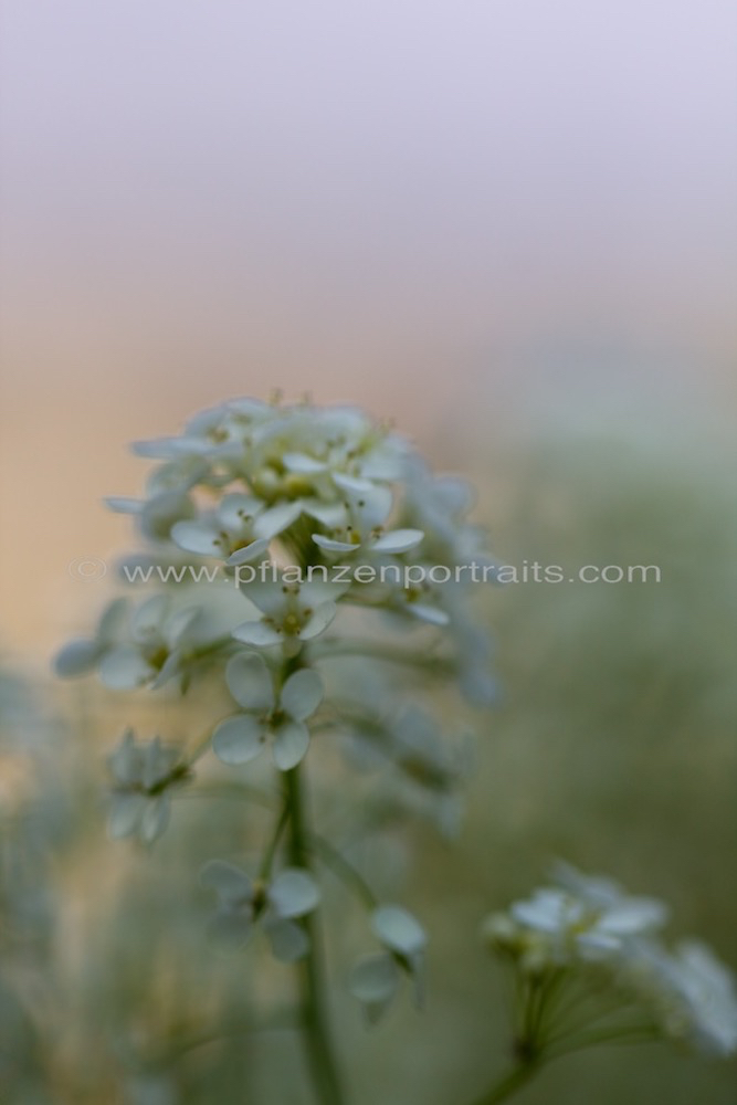 Peltaria alliaceae Scheibenschoetchen Garlic cress 3.jpg