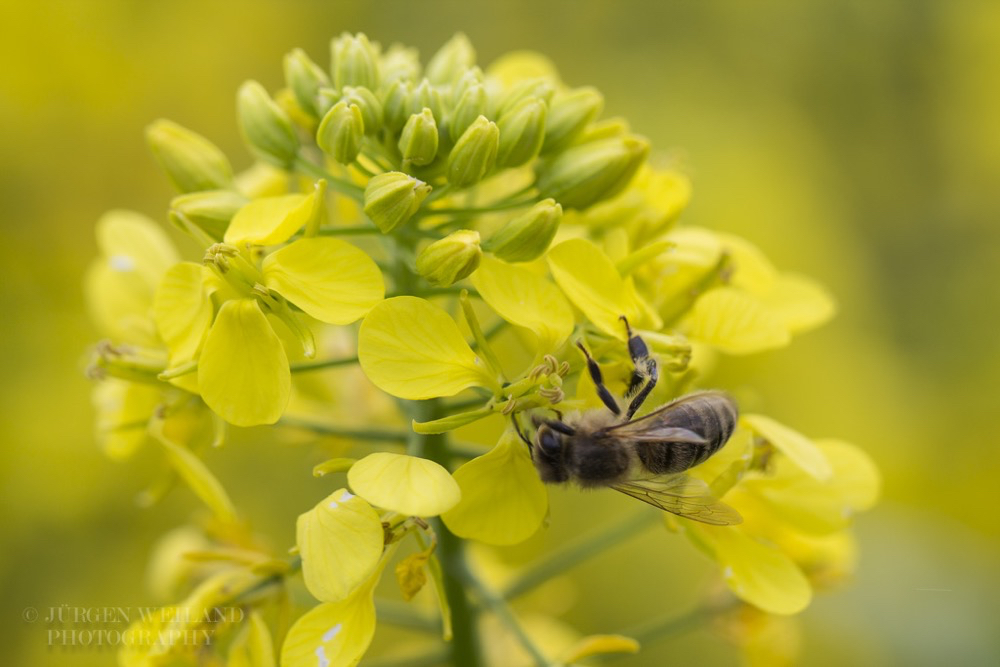 Sinapis alba Weisser Senf White mustard.jpg