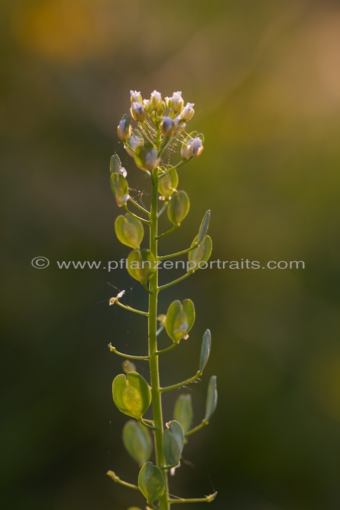 Thlaspi arvense Acker Hellerkraut Field Penny cress 2.jpg