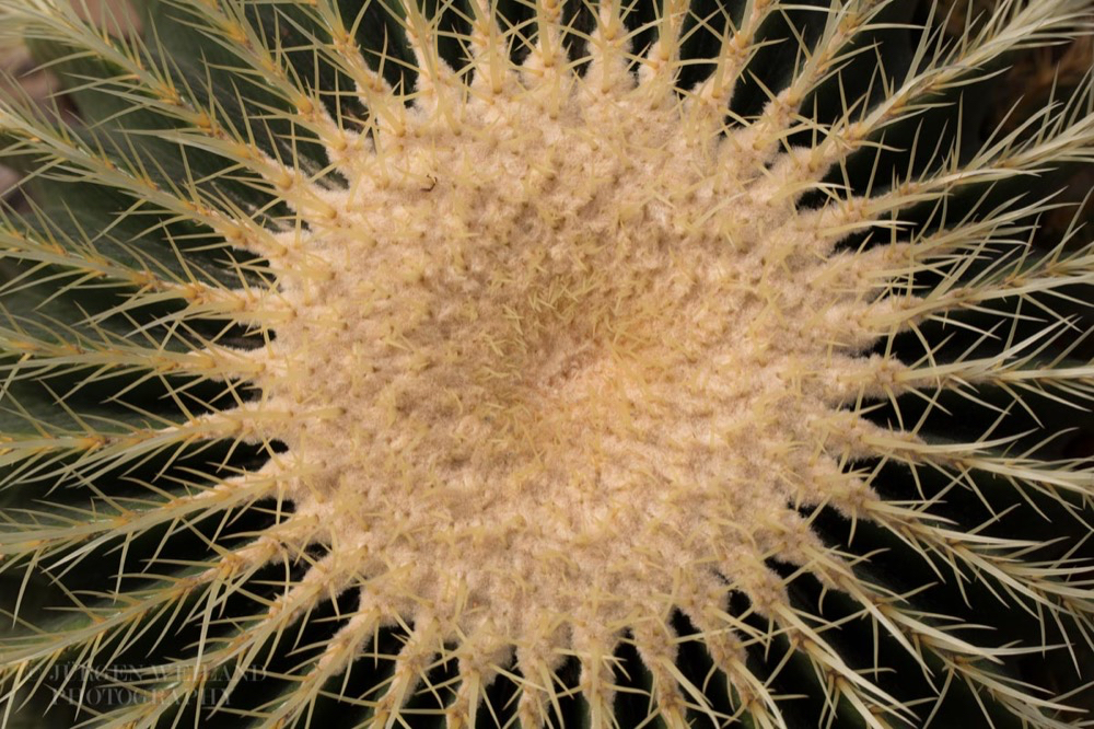 Echinocactus grusonii 2.jpg