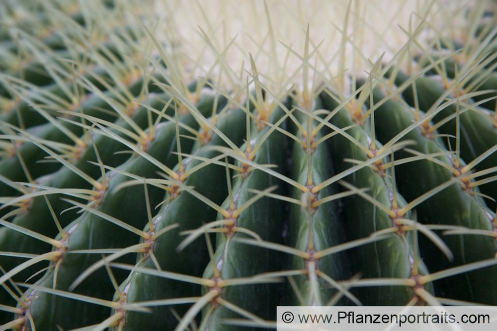 Echinocactus grusonii.jpg