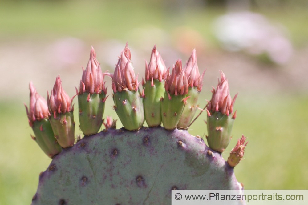 Opuntia erinacea Feigenkaktus Prickly Pear.jpg