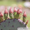 Opuntia erinacea Feigenkaktus Prickly Pear.jpg