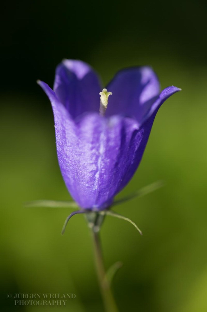 Campanula scheuchzeri.jpg