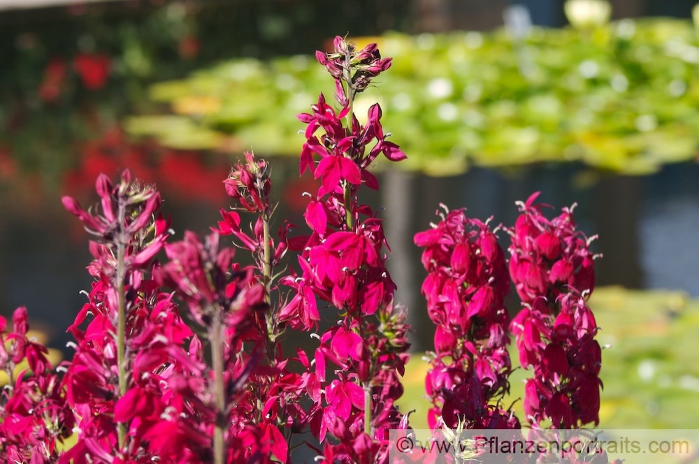 Lobelia cardinalis Kardinals Lobelie Cardinal Flower1.jpg