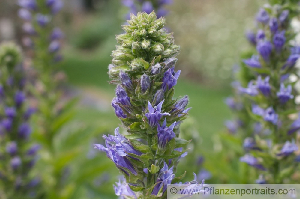 Lobelia inflata Lobelie Indian Tobacco.jpg