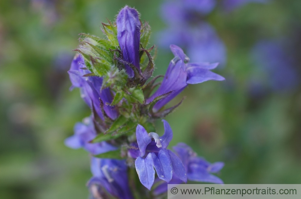 Lobelia siphilitica Blaue Kardinals-Lobelie Great Lobelia 1.jpg