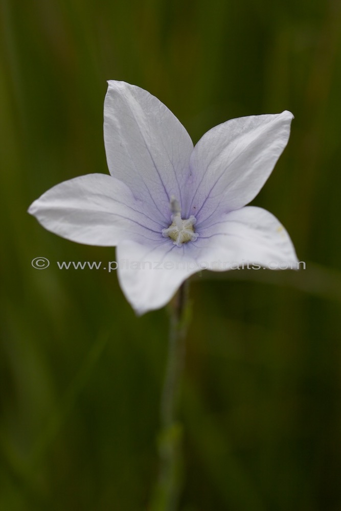 Wahlenbergia appressifolia moopetsane.jpg