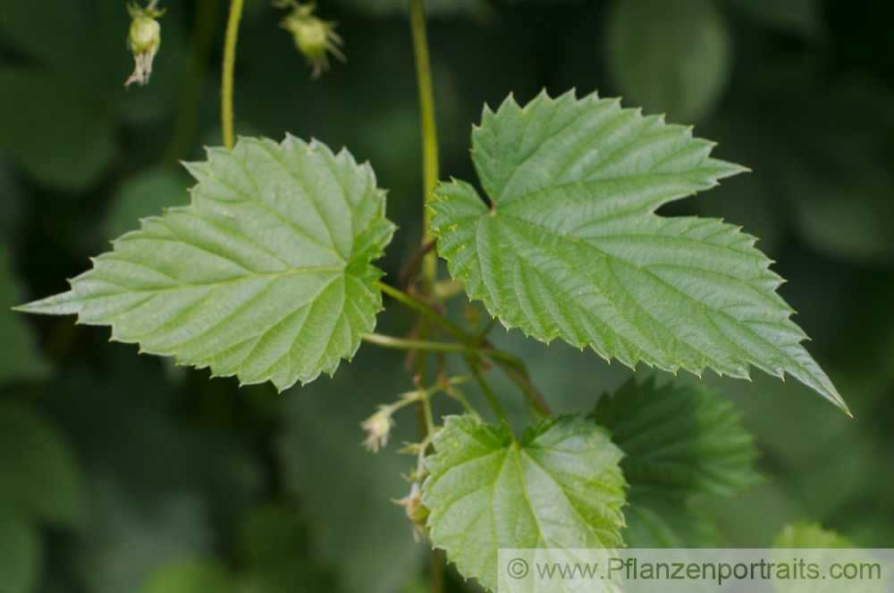 Humulus lupulus Gemeiner Hopfen Common Hop 1.jpg