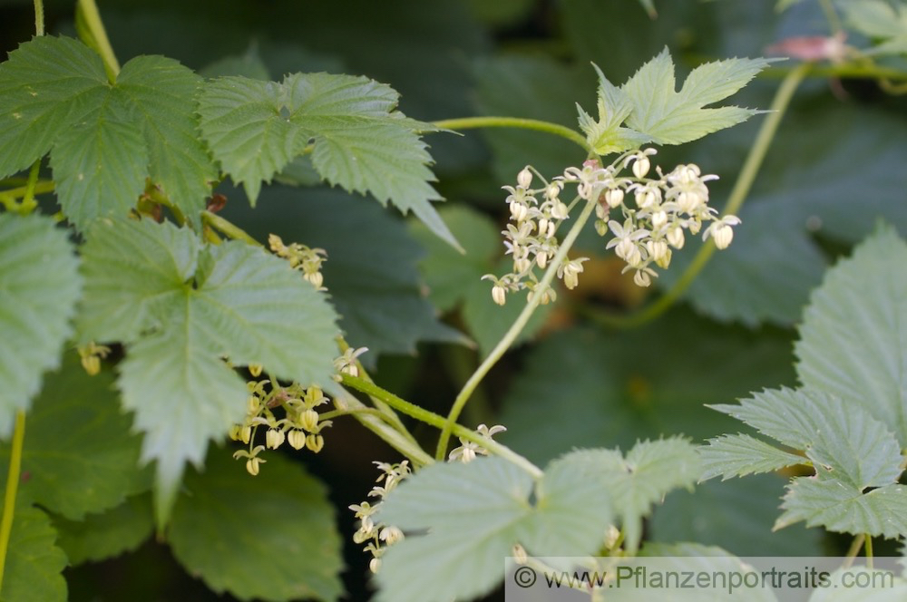 Humulus lupulus Gemeiner Hopfen Common Hop 4.jpg