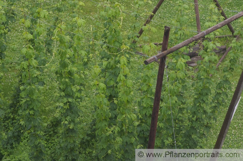 Humulus lupulus Gemeiner Hopfen Common Hop 5.jpg