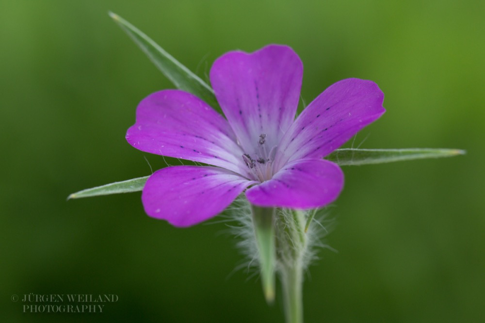 Agrostemma githago Kornrade Common Corncockle.jpg