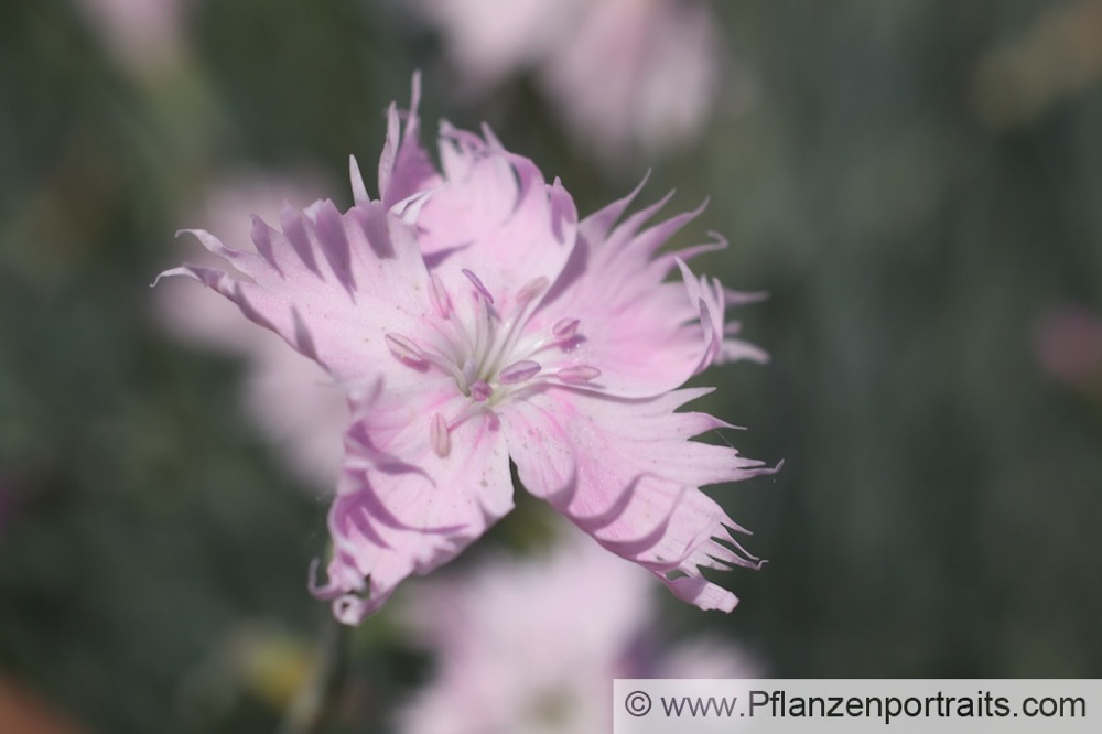 Dianthus caryophyllus Gartennelke Clove Pink 2.jpg