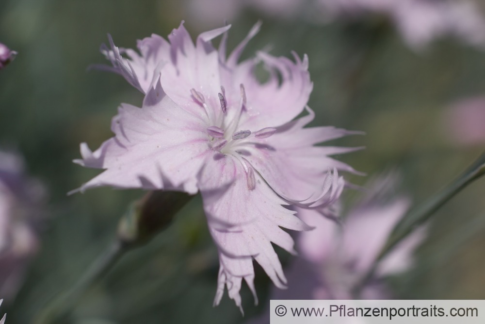 Dianthus caryophyllus Gartennelke Clove Pink.jpg