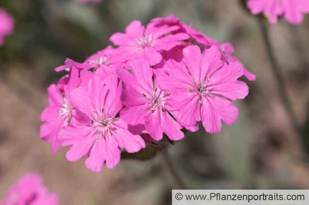 Lychnis flos-jovis Jupiterblume Flower of jove.jpg