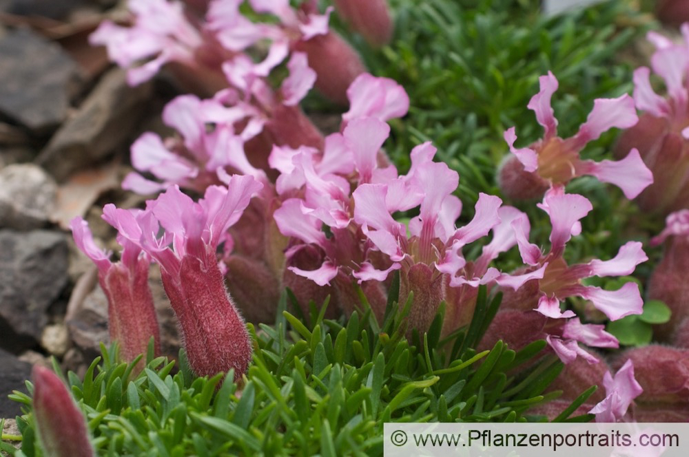 Saponaria pumilio Zwerg-Seifenkraut Dwarf Soapwort.jpg