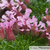 Saponaria pumilio Zwerg-Seifenkraut Dwarf Soapwort.jpg