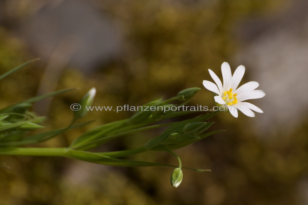 Stellaria holostea Grosse Sternmiere Stitchwort Chickweed.jpg