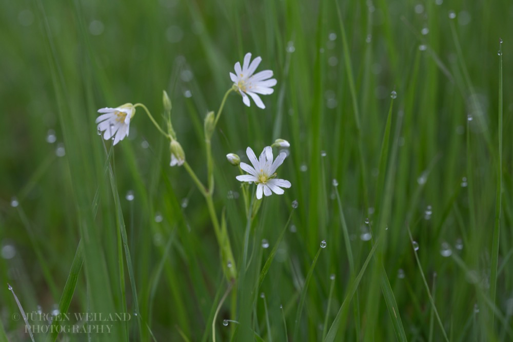 Stellaria holostea Grosse Sternmiere.jpg