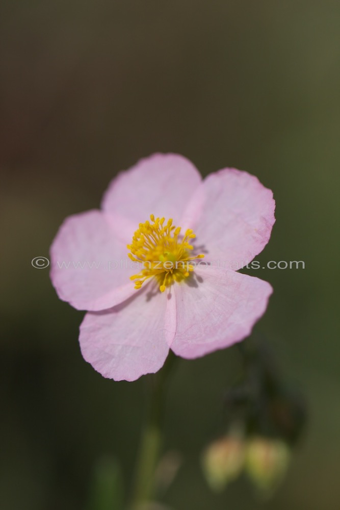 Helianthemum apenninum Appenin Sonnenroeschen 1.jpg