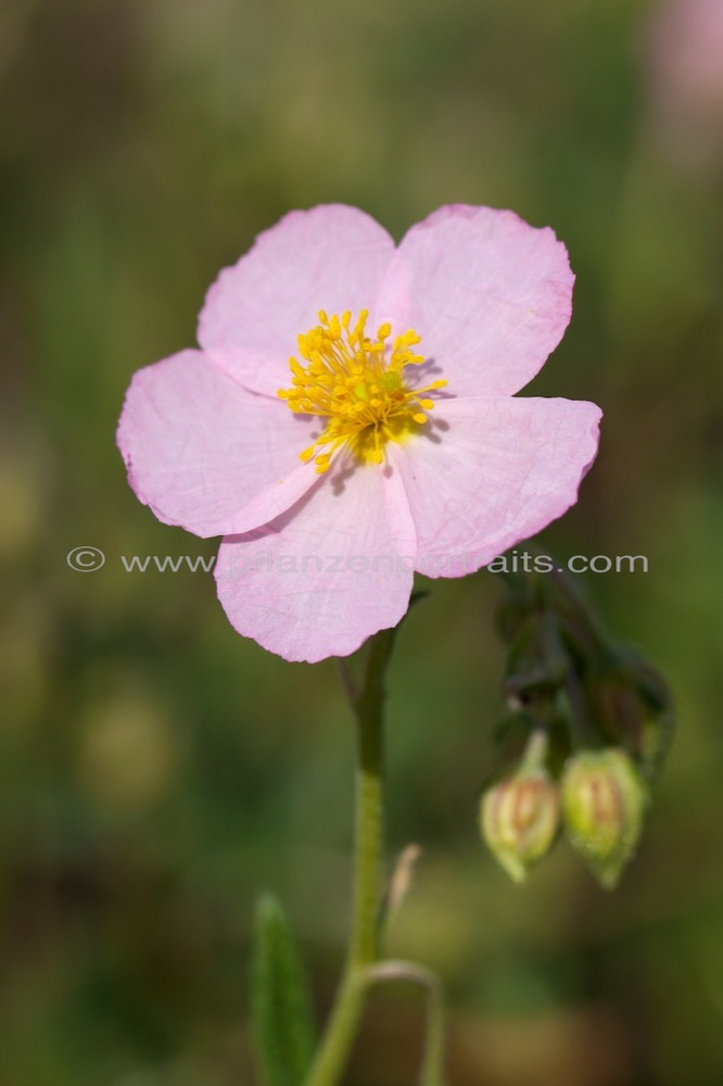 Helianthemum apenninum Appenin Sonnenroeschen.jpg