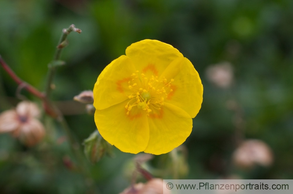 Helianthemum oelandicum Alpen Sonnenroeschen Rock Rose 1.jpg