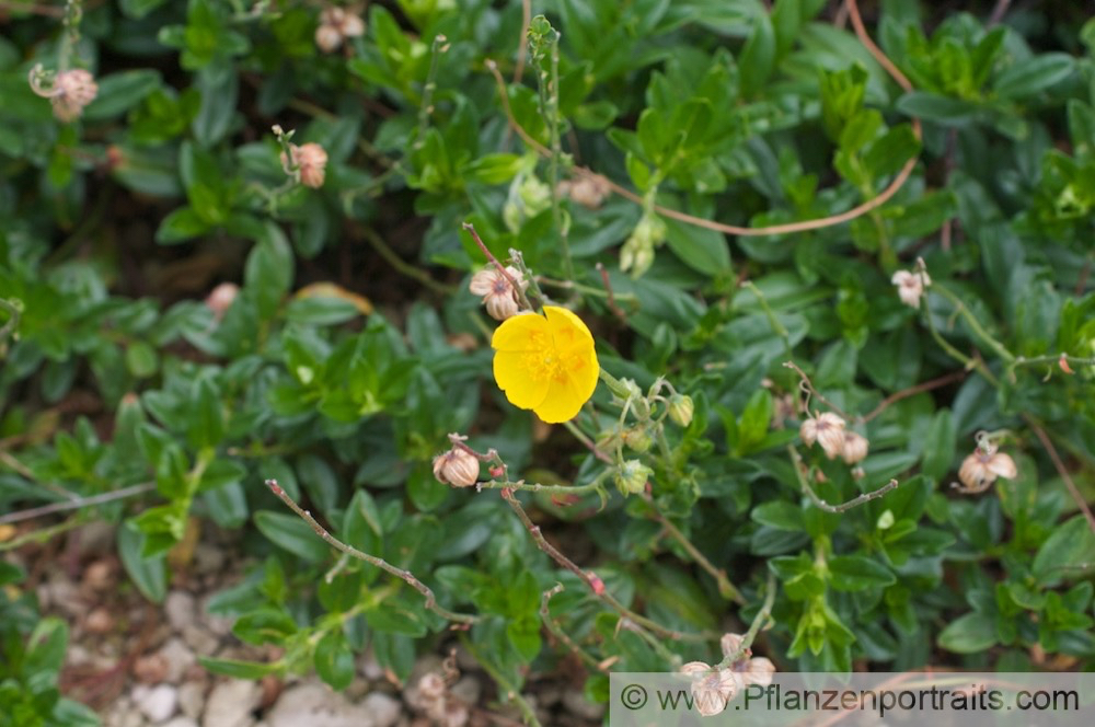 Helianthemum oelandicum Alpen Sonnenroeschen Rock Rose.jpg