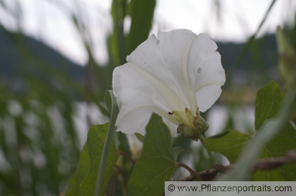 Calystegia sepium Zaun-Winde Ufer Winde Bindweed Granny Pop Out Of Bed.jpg