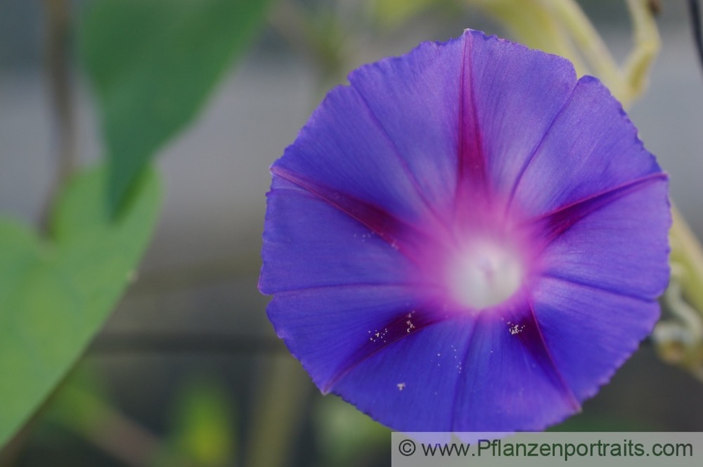 Ipomea purpurea Purpur-Prunkwinde Common Morning Glory 2.jpg