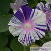 Ipomea purpurea Purpur-Prunkwinde Common Morning Glory3 .jpg